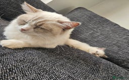 Ragdoll cats for sale: 8 Ragdoll Kittens Ready NOW - Image 15