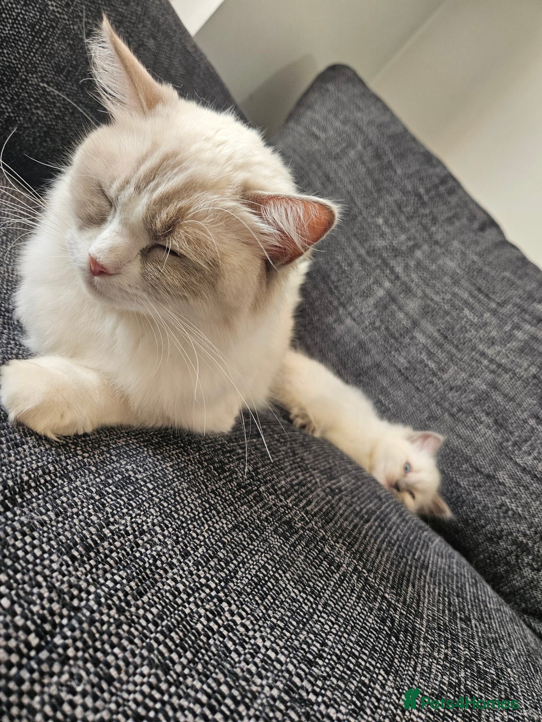 Ragdoll cats for sale: 8 Ragdoll Kittens Ready NOW - Image 15