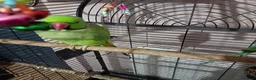 Ringnecks birds for sale: Pair of Indian ringnecks  - Advert 2