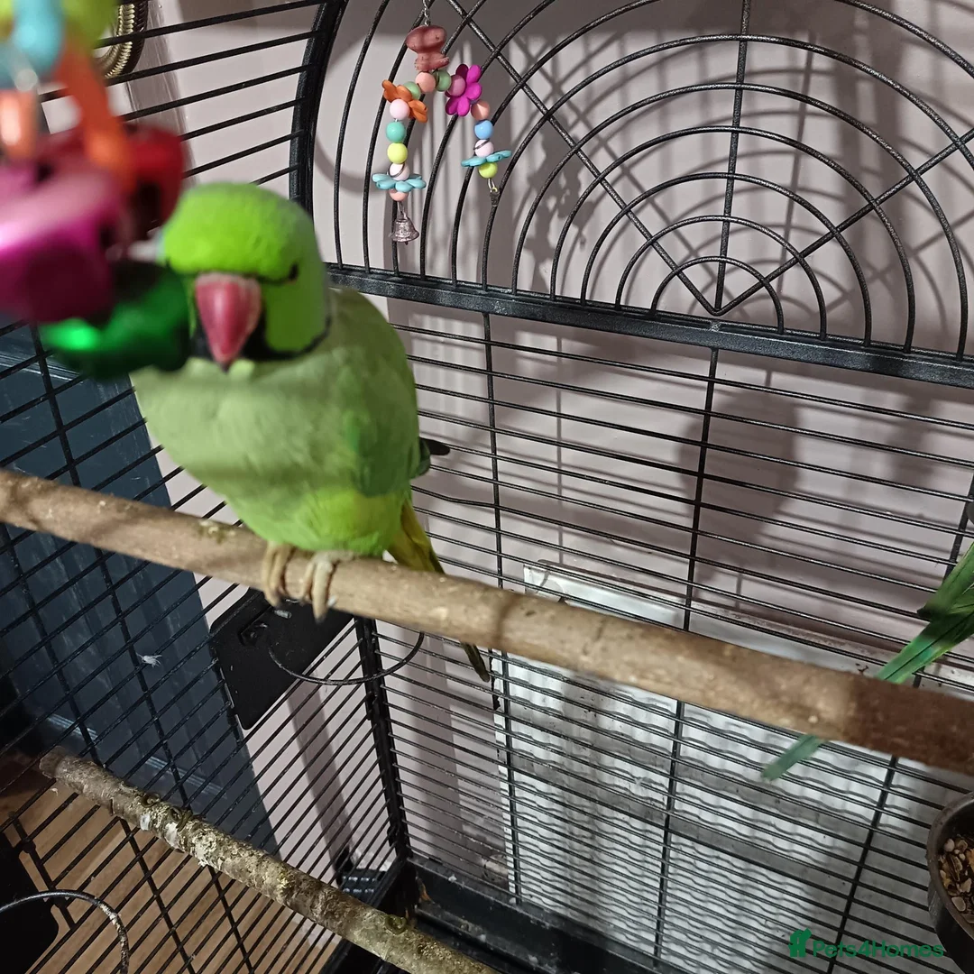 Ringnecks birds for sale: Pair of Indian ringnecks  - Advert 2