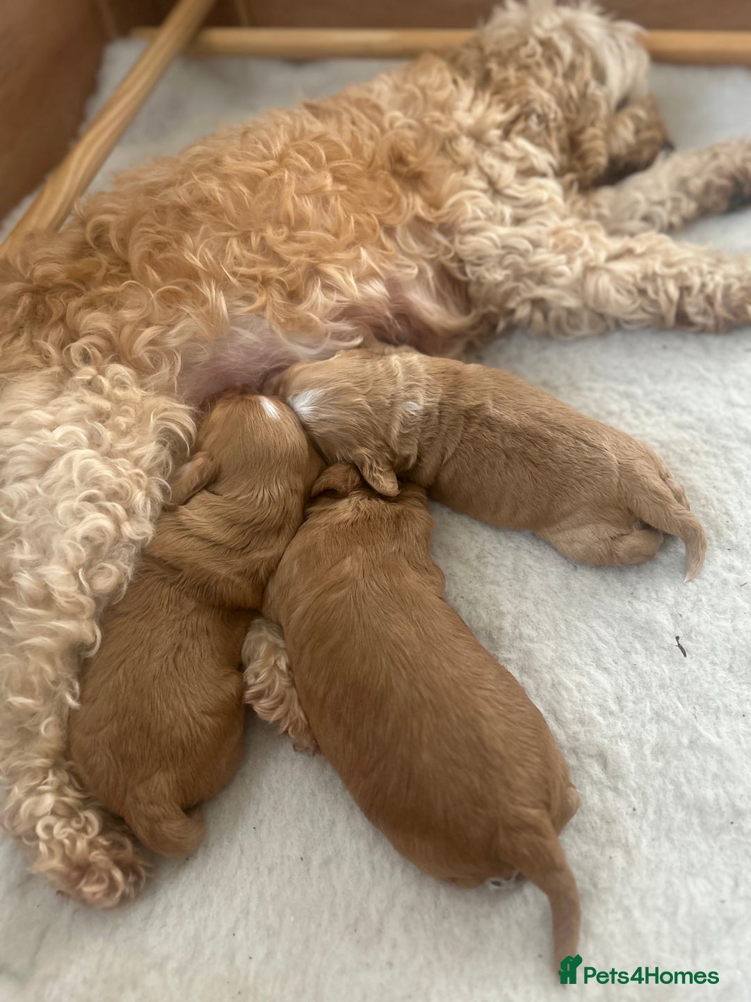 Cockapoo dogs for sale: Cockapoo Pups - Image 25