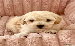 Poochon dogs for sale: F1 Poochon puppies  - Image 5
