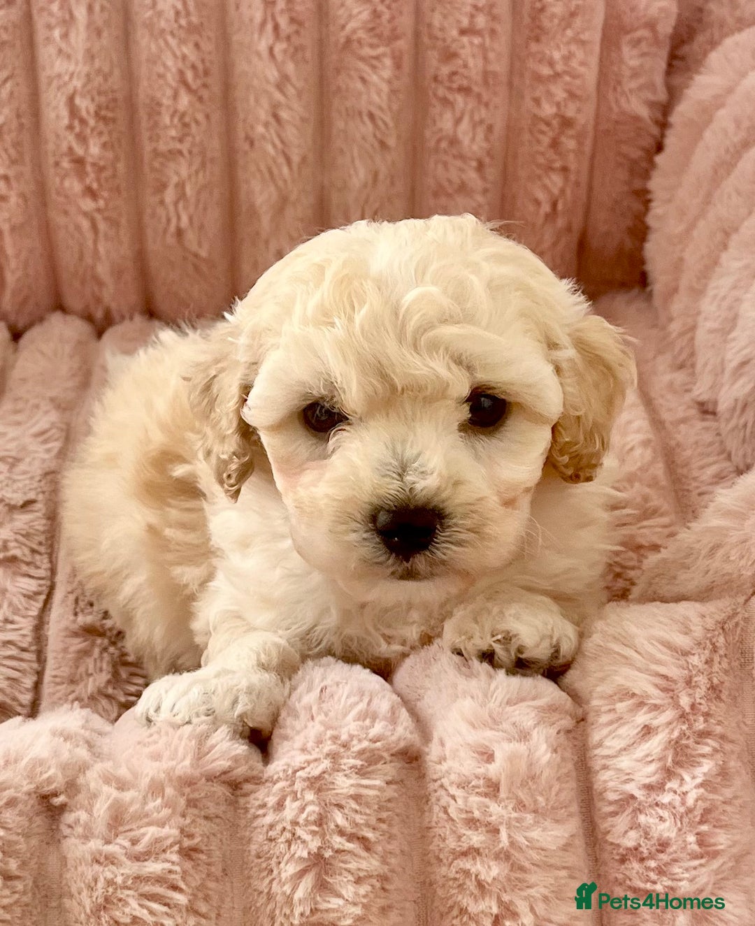 Poochon dogs for sale: F1 Poochon puppies  - Image 5