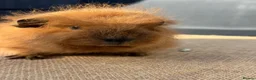 Guinea Pig rodents for sale: Stunning boars - Advert 5