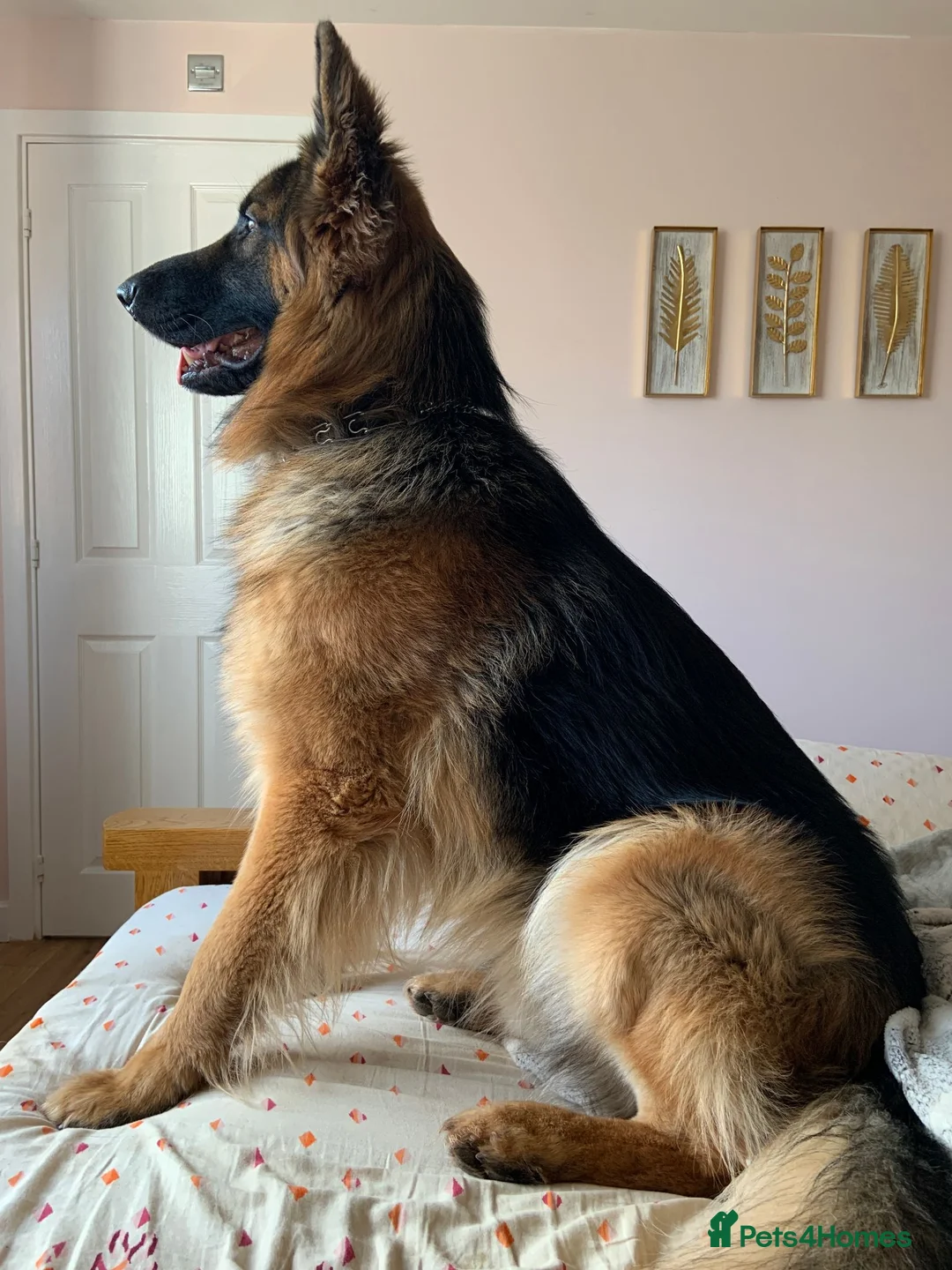 German Shepherd dogs for stud: Stunning 2.5yo Showline German Shepherd Stud in Leeds - Advert 10
