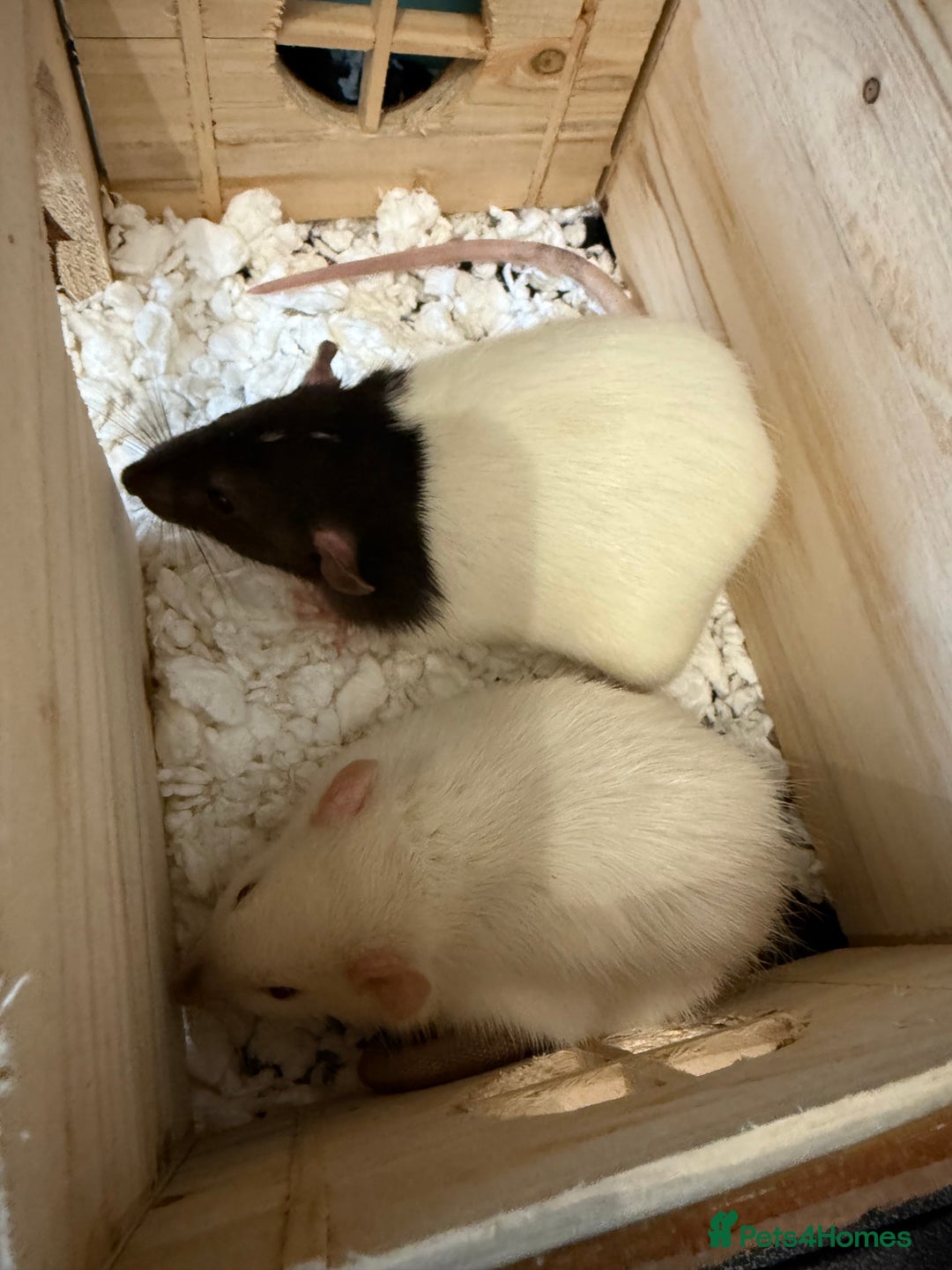 Rat rodents for sale: Male rats - Advert 8