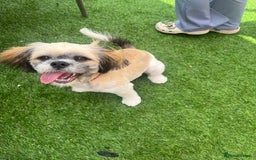 Shih Tzu dogs for sale: Male Shihtzu  - Image 1