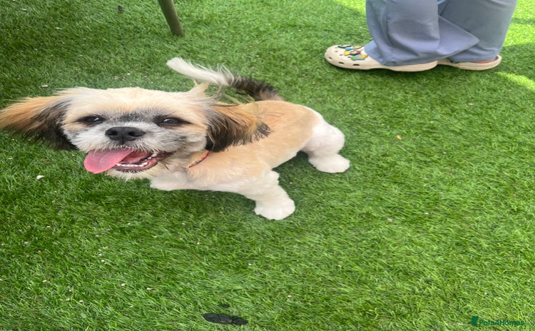 Shih Tzu dogs - Advert 15