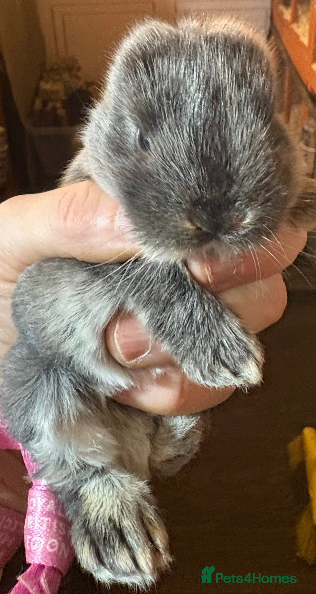 Rex rabbits for sale: Two beautiful rabbit litters - Image 31