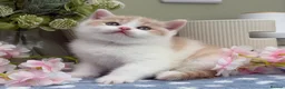 British Shorthair cats for sale: Stunning British Shorthair kittens  - Advert 18