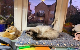 Mixed Breed cats for sale: Fluffy Half-Ragdoll Kittens - Image 8