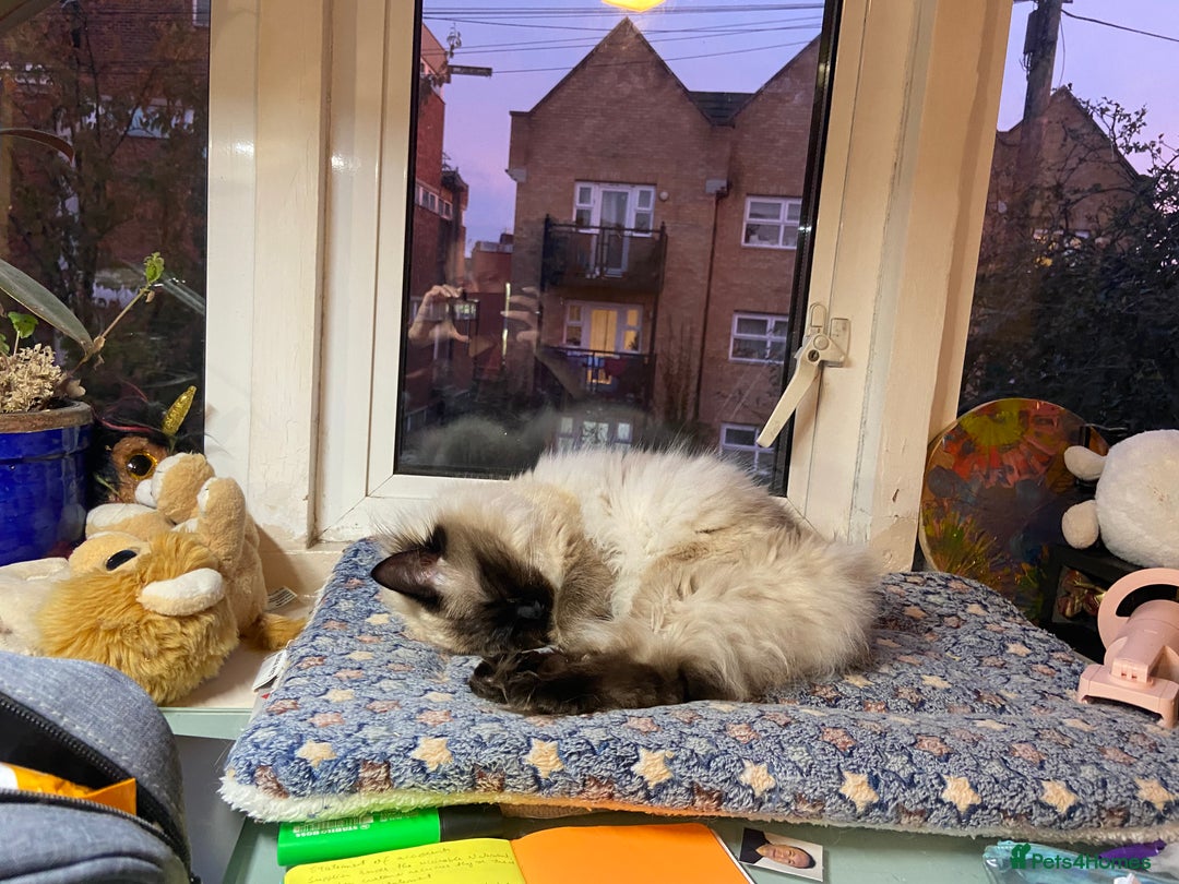 Mixed Breed cats for sale: Fluffy Half-Ragdoll Kittens - Image 8