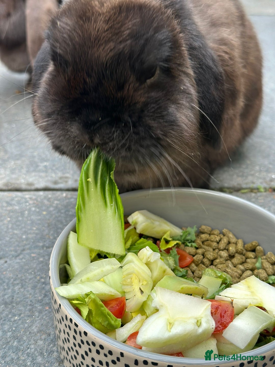 Mini Lop rabbits for sale: PLEASE READ 🐰 male and female (both neutered) in Leicester - Image 15