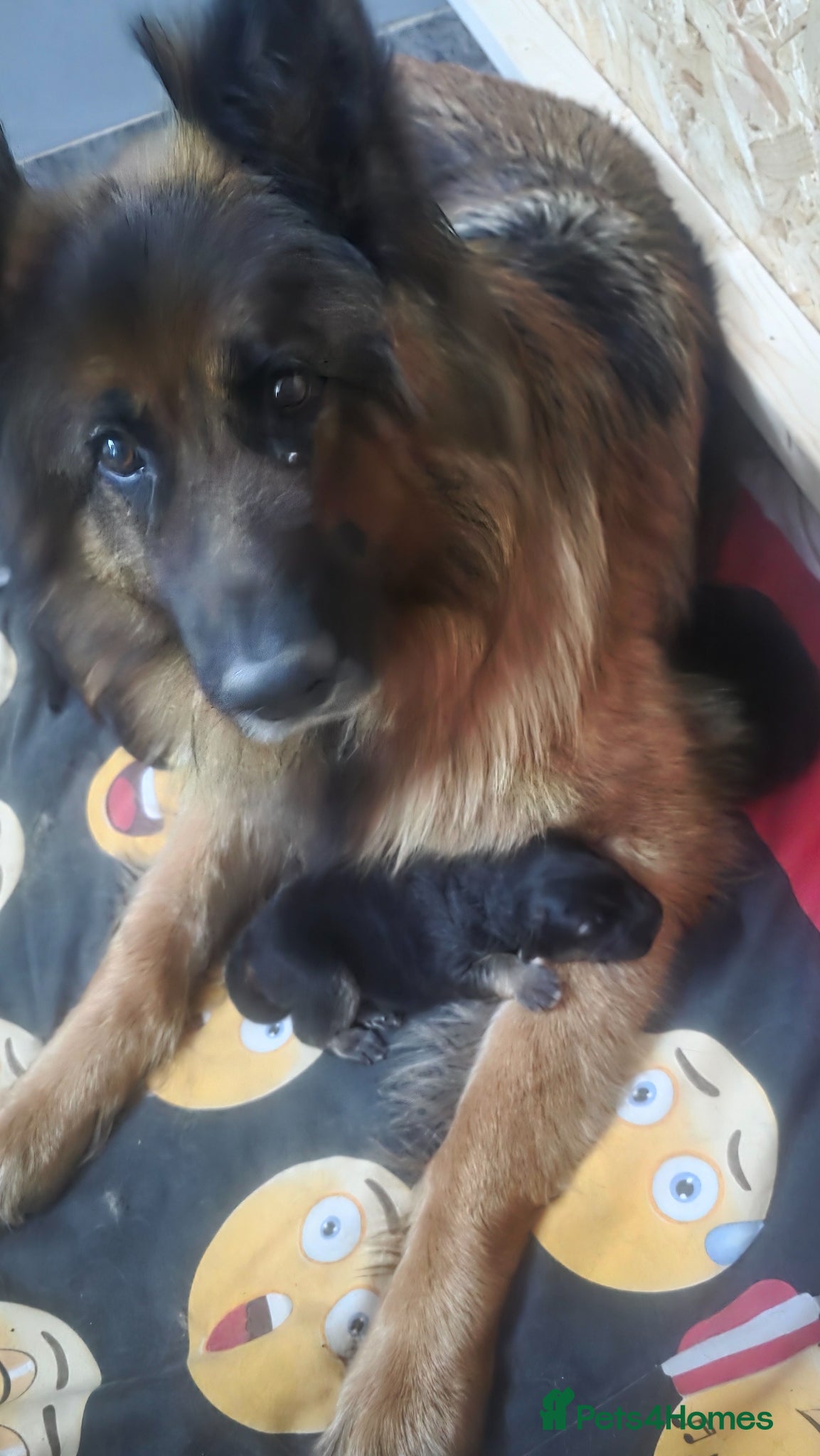 German Shepherd dogs German shepherd puppy  - Advert 1
