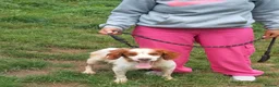 Brittany Spaniel dogs for adoption: Tango - Advert 5