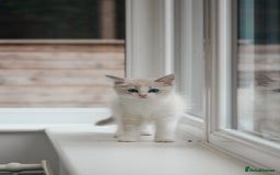 Ragdoll cats for sale: 🐈✨ Tica Registered Ragdoll Kittens in Tamworth - Image 18