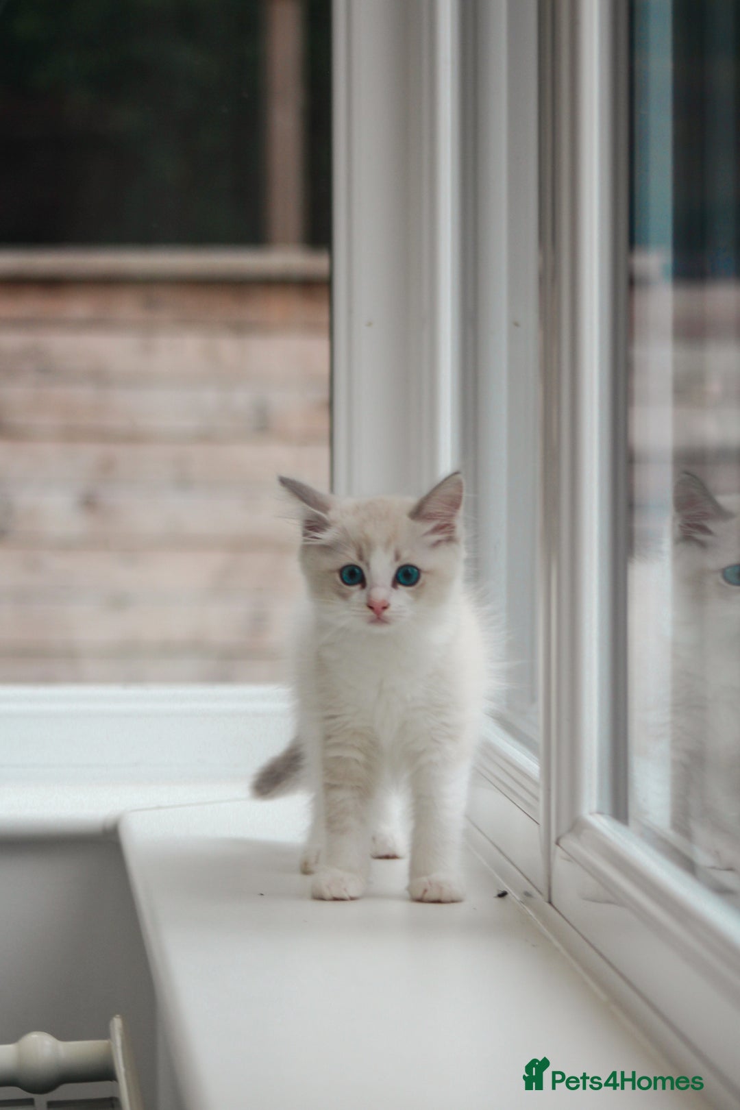 Ragdoll cats for sale: 🐈✨ Tica Registered Ragdoll Kittens in Tamworth - Image 18