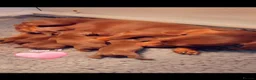 Miniature Dachshund dogs for sale: Beautiful dachshund puppies  - Advert 17