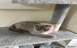 Scottish Fold cats for sale: Scottish Fold - Image 13
