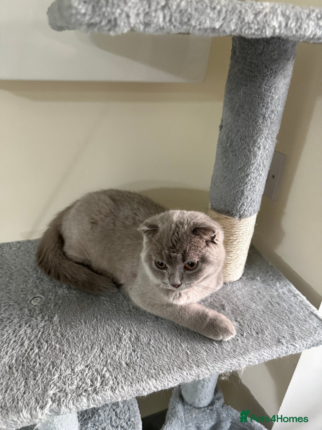 Scottish Fold cats for sale: Scottish Fold - Image 13