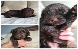 Cockapoo dogs for sale: F1 Cockapoo Puppies. Thick Coats. DNA tested - Image 6