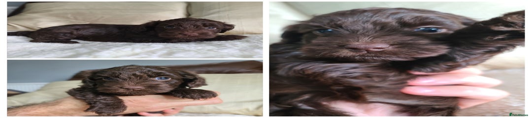 Chocolate girl 1