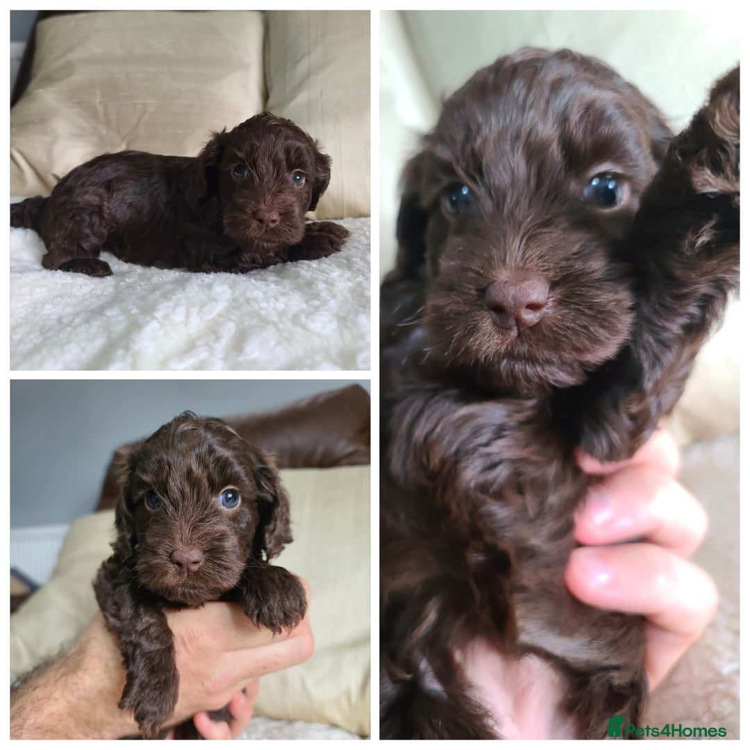Cockapoo dogs for sale: F1 Cockapoo Puppies. Thick Coats. DNA tested - Image 6