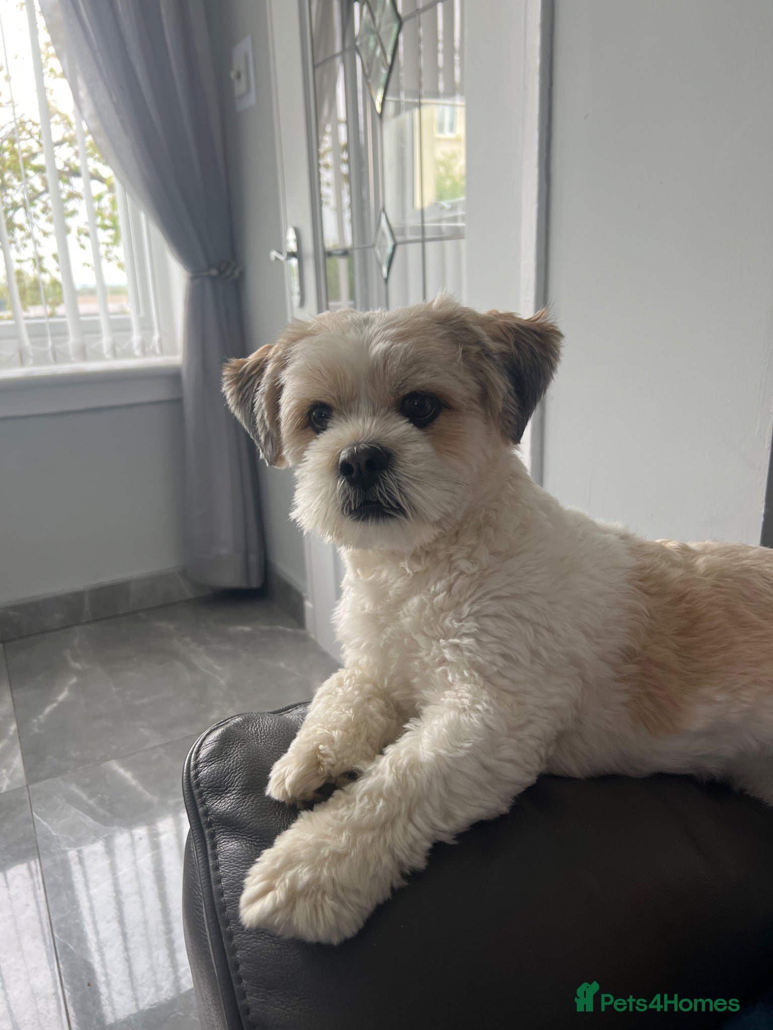Lhasa Apso dogs 18 month Lhaso Apso  - Advert 2