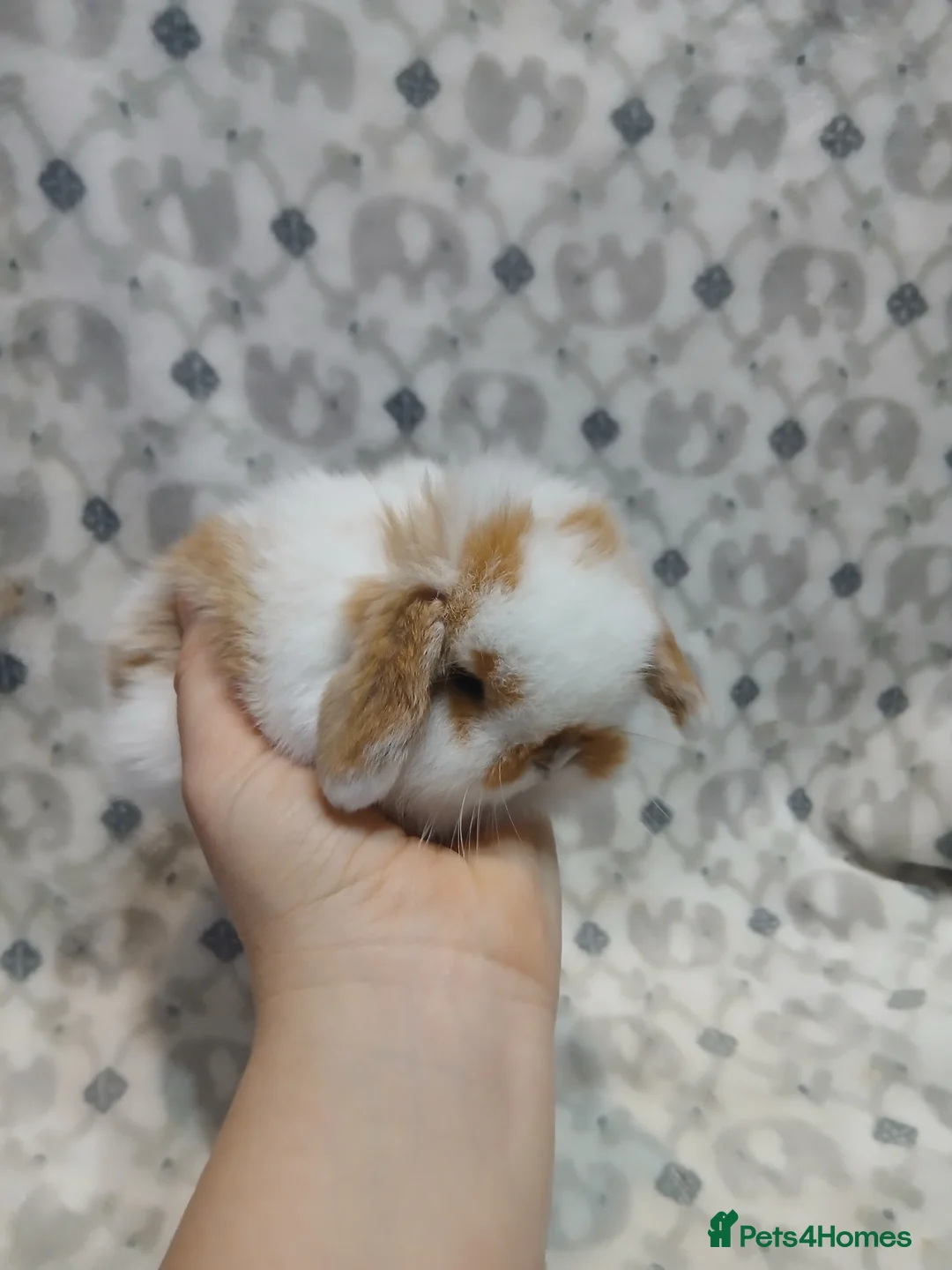 Mini Lop rabbits for sale: Purebred mini lops ready to reserve - Advert 1