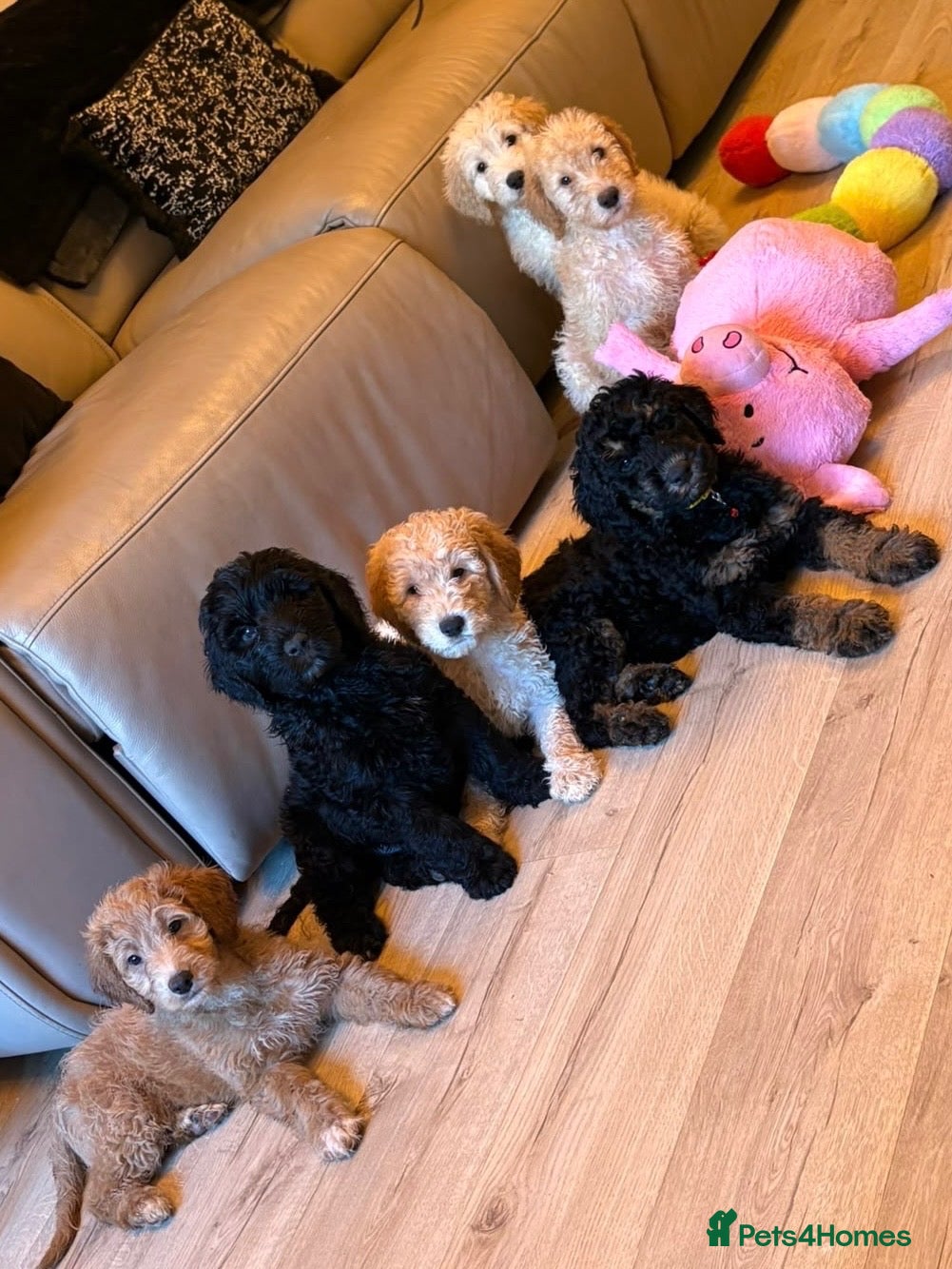 Labradoodle dogs 4 Remaining! Miniature Labradoodles - Advert 3