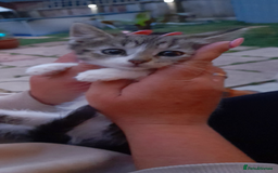 Domestic Shorthair cats for sale: 11 week old kitten - Image 3