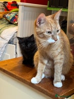 Mixed Breed cats - Advert 5