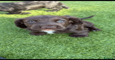 Cocker Spaniel dogs - Advert 7