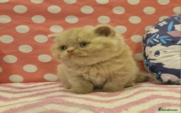 British Shorthair cats for sale: Tica registered British Shorthair kittens Champion - Image 22