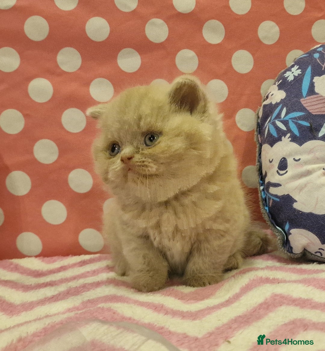 British Shorthair cats for sale: Tica registered British Shorthair kittens Champion - Image 22