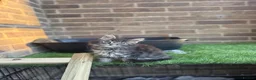 Maine Coon cats for sale: Maine coon kittens  - Advert 9