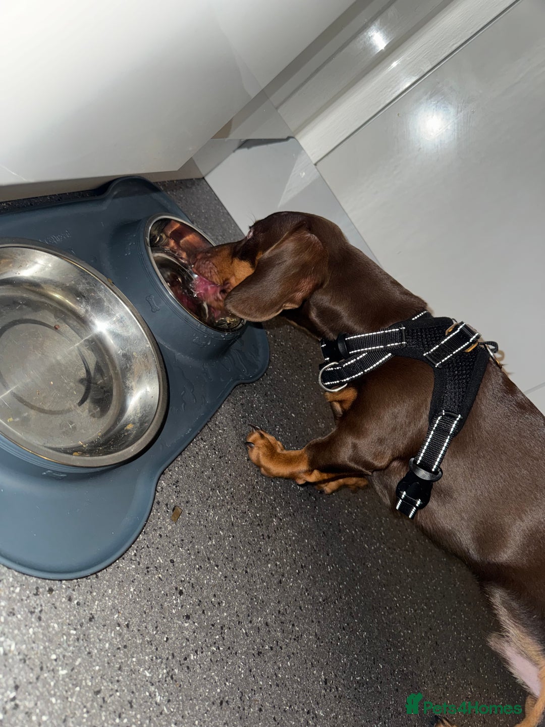 Miniature Dachshund dogs for sale: Dachshund brown male 6 months - Advert 3