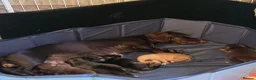 Chiweenie dogs for sale: Chiweenies  in Dagenham - Advert 1