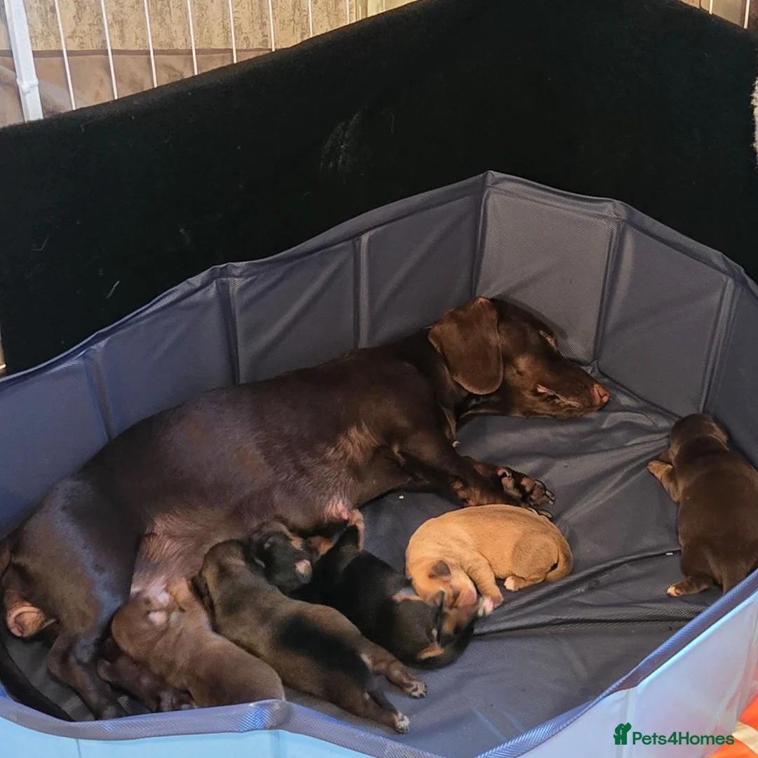 Chiweenie dogs for sale: Chiweenies  in Dagenham - Advert 1