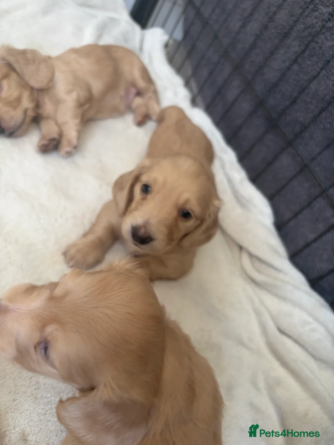 Miniature Dachshund dogs for sale: KC Registered Longhaired Miniature Dachshund Pups - Advert 16