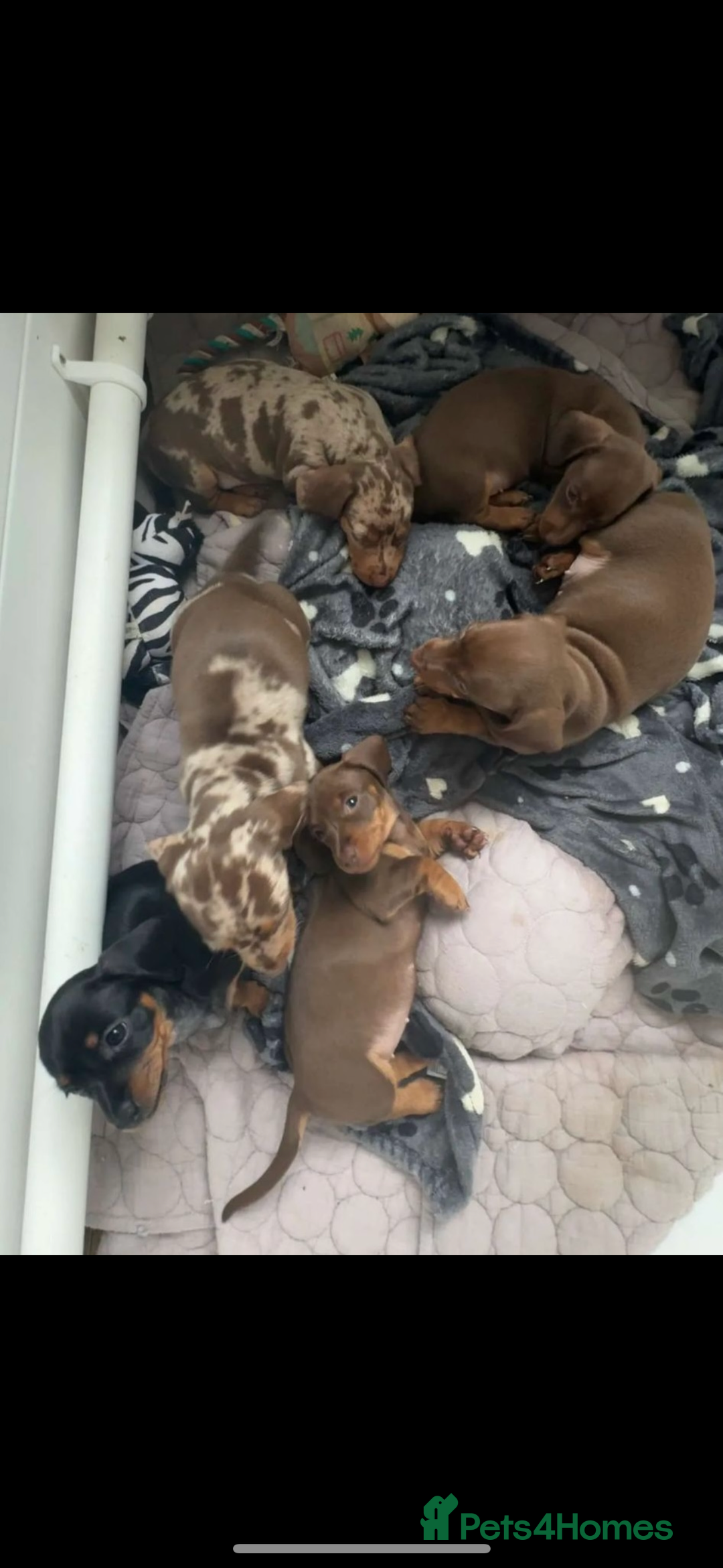 Miniature Dachshund dogs for sale: Miniature dachshund - Image 1