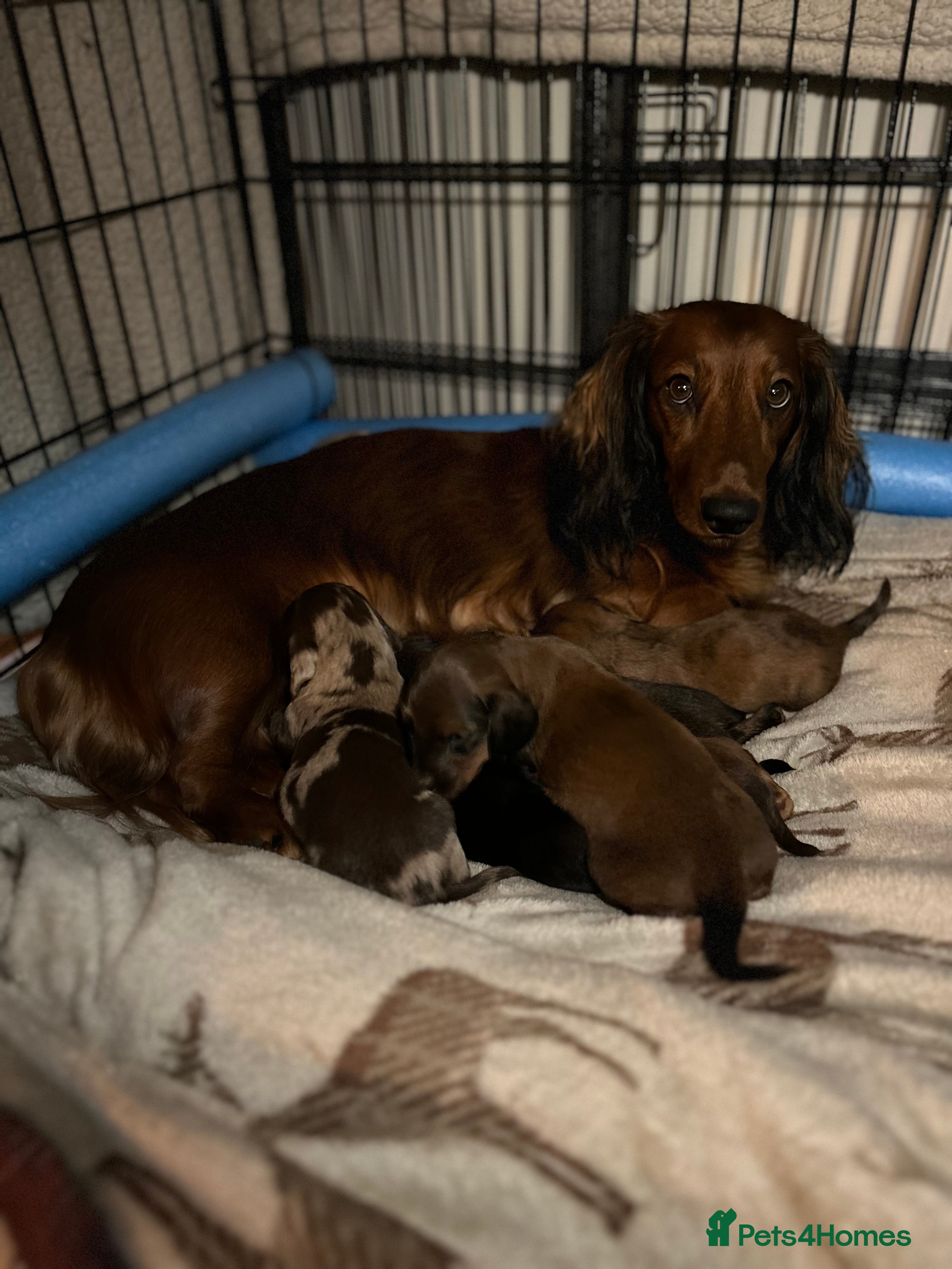 Dachshund dogs KC Registered Standard Long Hair Dachshund Puppies - Advert 13