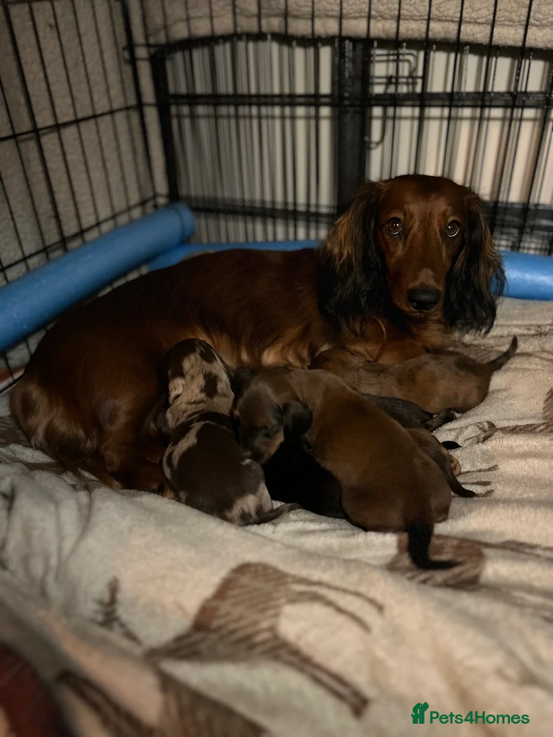 Dachshund dogs for sale: 1 BOY LEFT KC Registered Longhair Dachshund Puppy - Advert 6