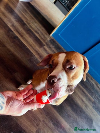 Mastiff dogs - Advert 1