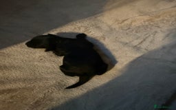 Cockapoo dogs for sale: F1 cockapoo puppies LAST GIRL  - Image 5