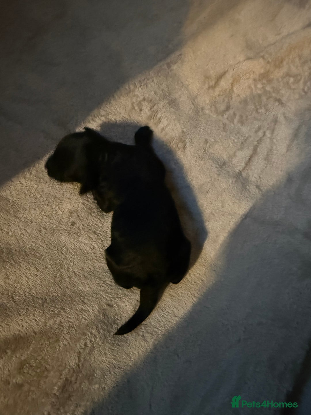 Cockapoo dogs for sale: F1 cockapoo puppies LAST GIRL  - Image 5