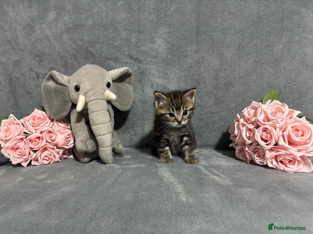 Mixed Breed cats for sale: Ragdoll mixed kittens Grey. Tabby. Speckled. Black - Advert 9