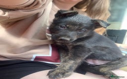 Mixed Breed dogs for sale: German Shepard X Dutch Herder Puppies - Image 25