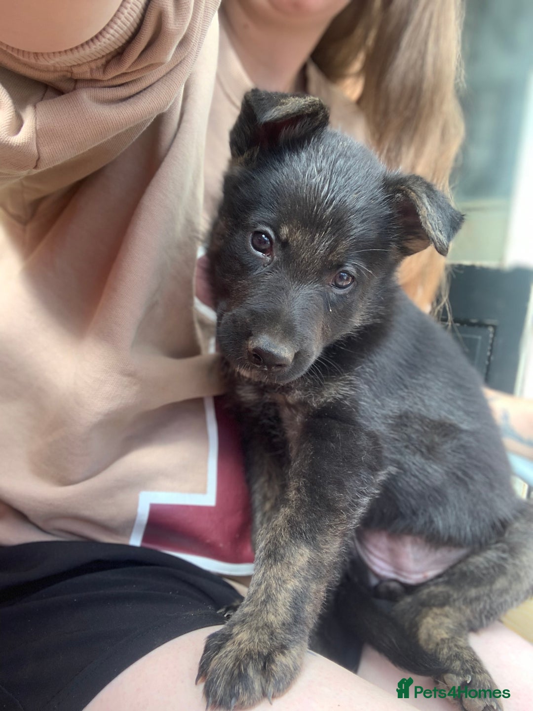 Mixed Breed dogs for sale: German Shepard X Dutch Herder Puppies - Image 25