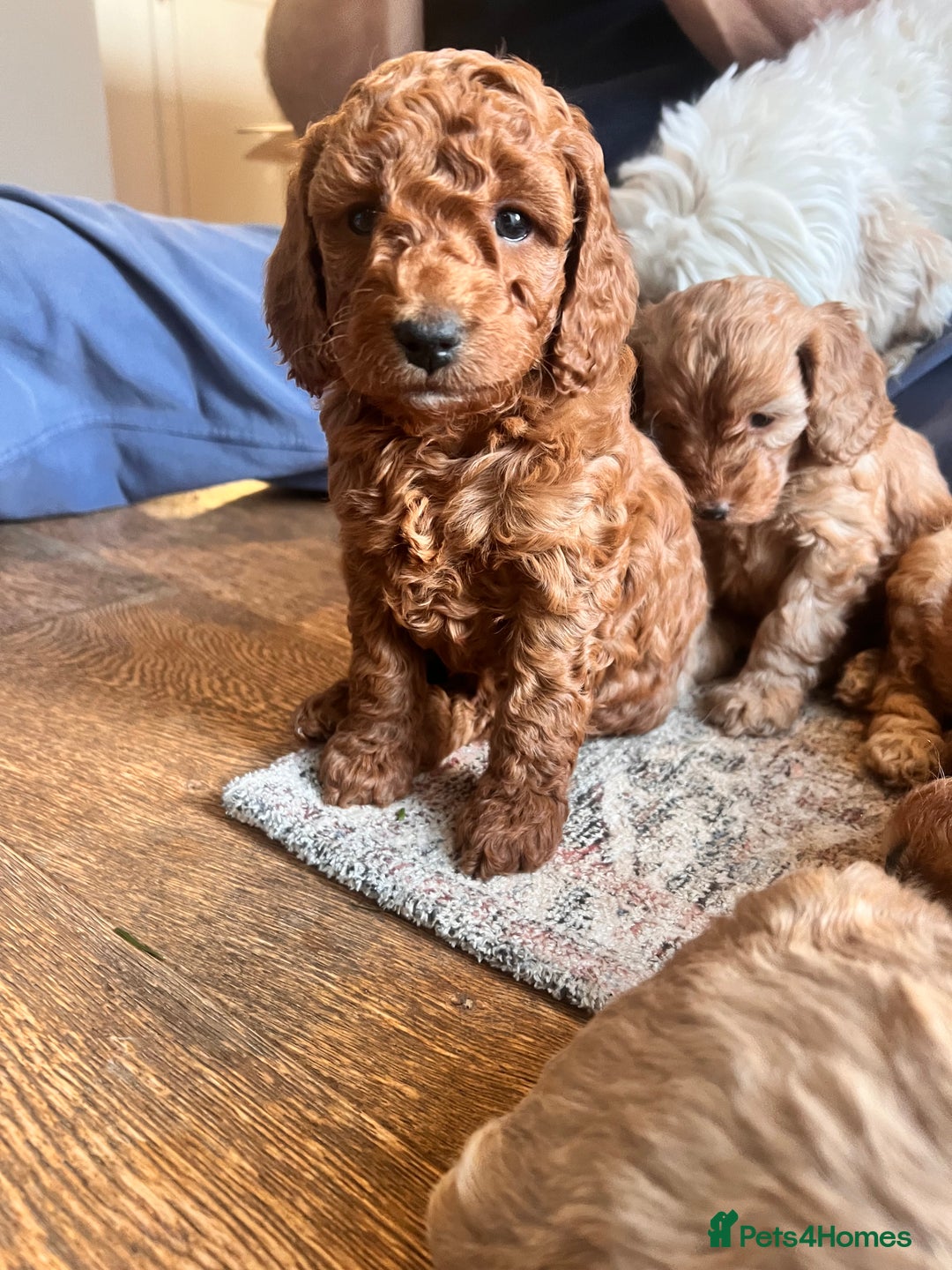 Cockapoo dogs for sale: Adorable cockapoo puppies ready 23.12.25   - Advert 6